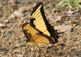 Heraclides androgeus epidaurus; Androgeus Swallowtail 