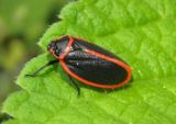 Iphirhina limbata; Spittlebug species
