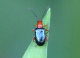 Lemini Leaf Beetle species 