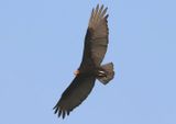 Lesser Yellow-headed Vulture