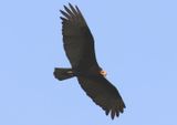 Lesser Yellow-headed Vulture