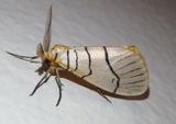 Leuculodes raspa; Hooktip Moth species