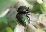 Messua limbata; Jumping Spider species
