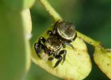 Messua limbata; Jumping Spider species