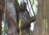 Middle American Screech Owl