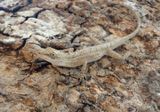 Moist Forest Anole