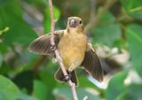 Morelets Seedeater; female 