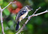 Morelets Seedeater; male