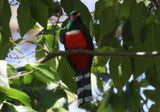Mountain Trogon; male