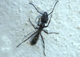 Neoponera villosa; Hairy Panther Ant 