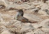 Nuttings Flycatcher