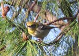 Olive Warbler; female
