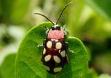 Omophoita cyanipennis; Eight-spotted Flea Beetle