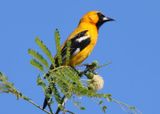 Orange Oriole