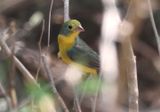 Orange-breasted Bunting; female 