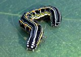 Orodesma Graphic Owlet Moth species caterpillar