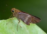 Panoquina evansi; Evans Skipper