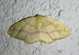 Periclina syctaria; Geometrid Moth species