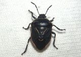 Perillus splendidus; Stink Bug species