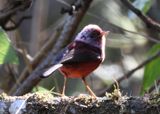 Pink-headed Warbler 