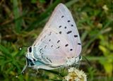 Pseudolycaena damo; Sky-Blue Greatstreak; female