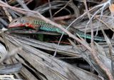 Rainbow Ameiva