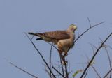 Roadside Hawk