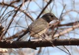 Rose-bellied Bunting; female 