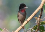 Rose-throated Becard; male 