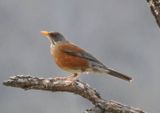 Rufous-backed Robin