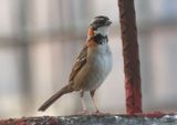 Rufous-collared Sparrow