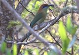 Russet-crowned Motmot