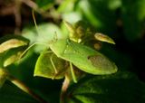 Savius rufomarginatus; Leaf-footed Bug species