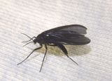 Sciara hemerobioides; Fungus Gnat species