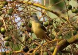 Scrub Euphonia; female 