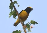 Scrub Euphonia; male