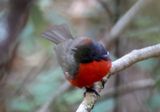 Slate-throated Redstart 