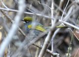 Slaty Vireo