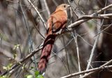 Squirrel Cuckoo