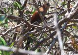 Squirrel Cuckoo 