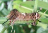 Tolype nana; Tolype Moth species larva