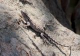 Tropical Tree Lizard