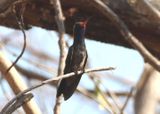 Turquoise-crowned Hummingbird; male
