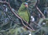 White-fronted Parrot
