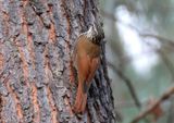 White-striped Woodcreeper