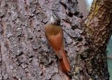 White-striped Woodcreeper