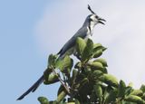 White-throated Magpie-Jay