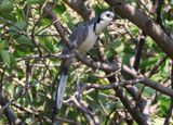 White-throated Magpie-Jay