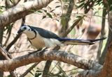 White-throated Magpie-Jay 