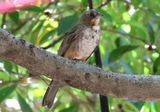 White-throated Towhee